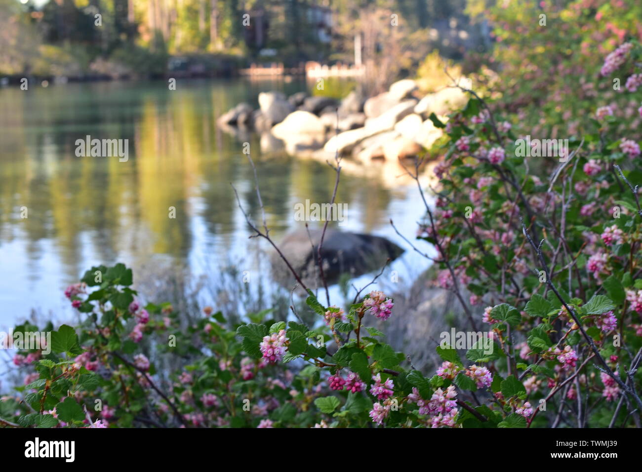 Flowers and Blooms Stock Photo Alamy