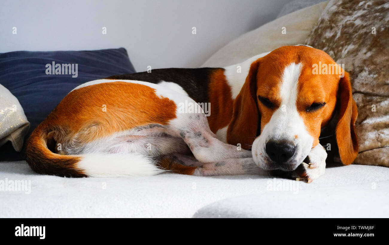 Beagle dog lying down on a couch looking seriously towards camera