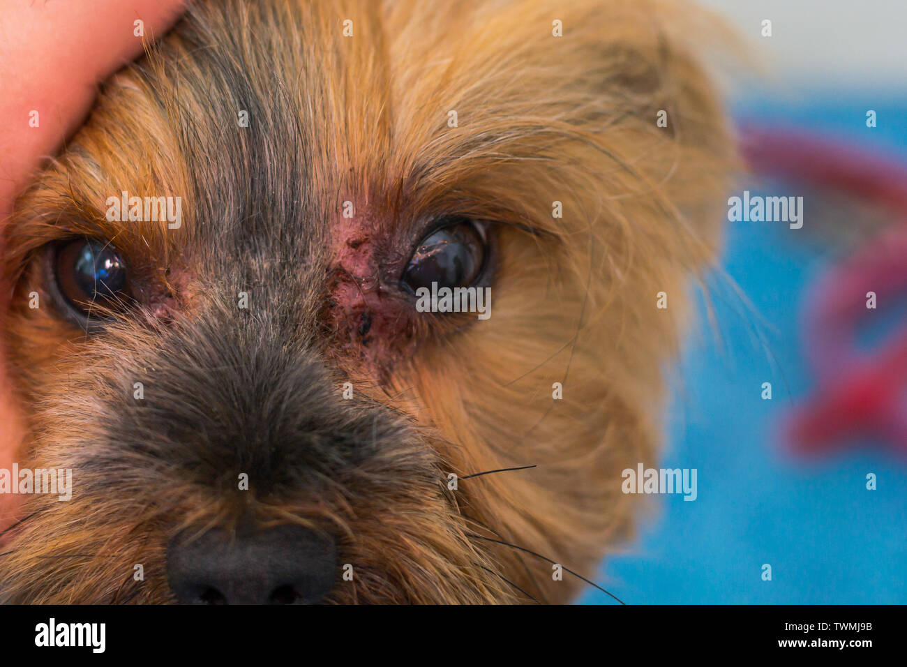 Yorkshire Terrier Dog Breed With Fungal Infection Malassezia Around The Eyes Stock Photo Alamy