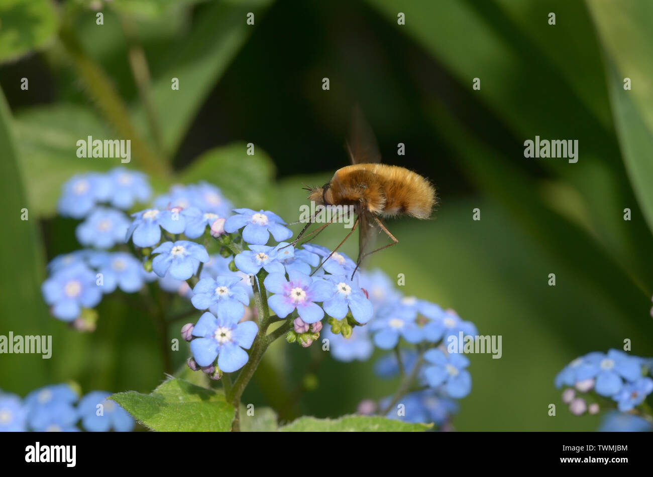 Bombylius major, Large Bee Fly, Großer Wollschweber, feeding on flower Stock Photo