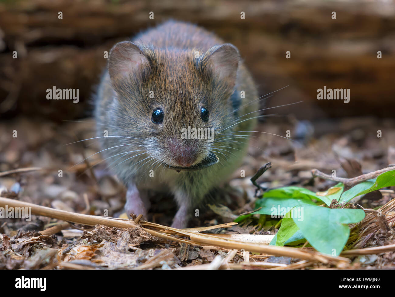 Bank vole with seed in mouth feeding on the ground in forest litter Stock Photo