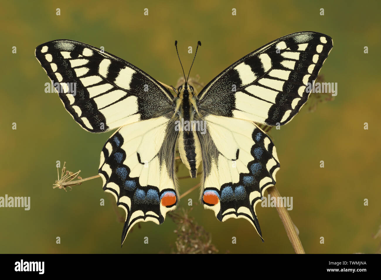 Papilio machaon, common yellow swallowtail Stock Photo