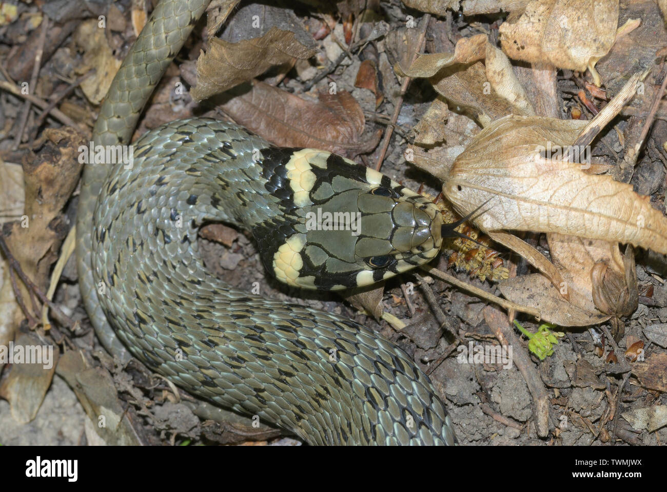 Natrix natrix, Grass snake, Ringelnatter Stock Photo