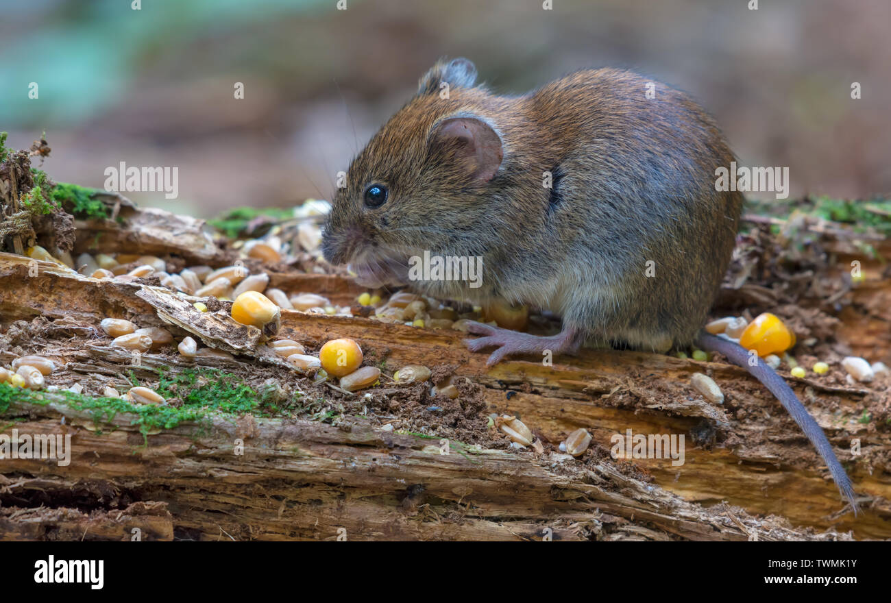 Bank vole eats grains and other food on deadwood branch on forest ground Stock Photo