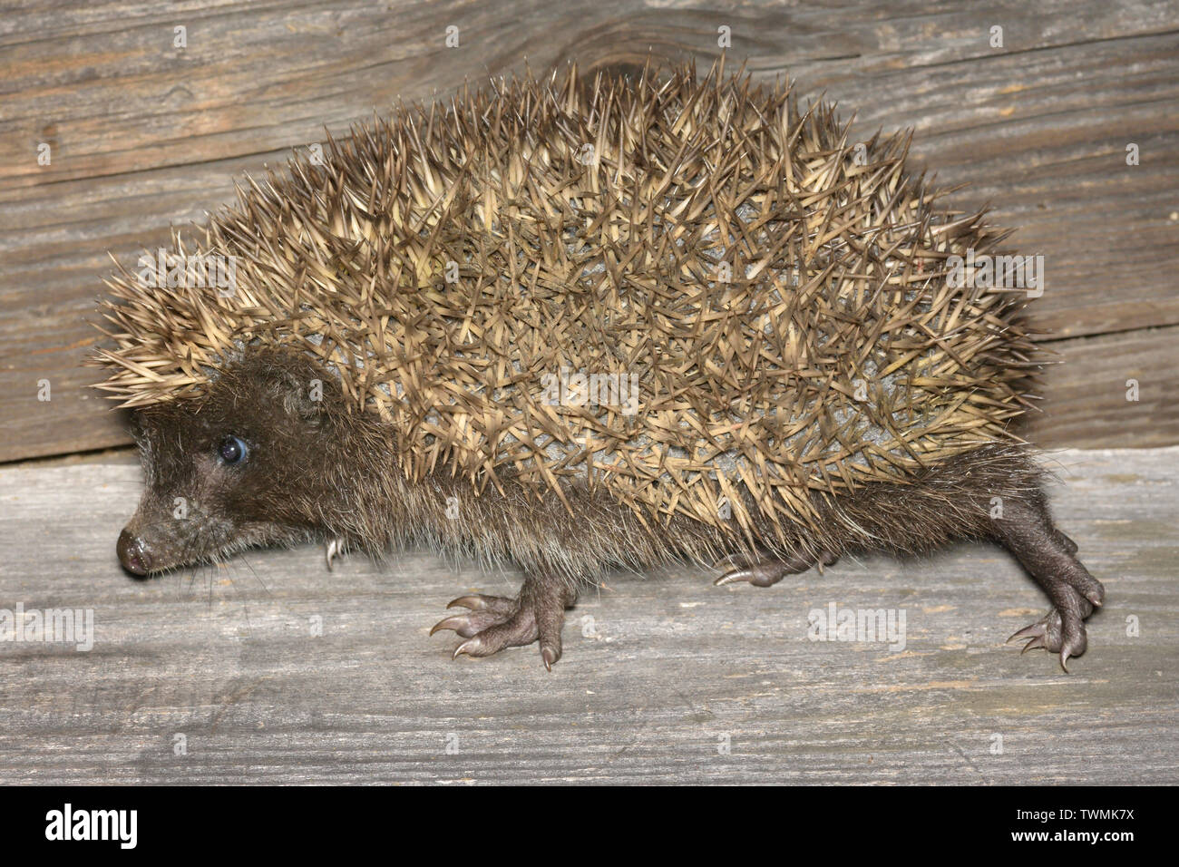 Erinaceus roumanicus, Northern white-breasted hedgehog, Nördlicher Weißbrustigel, walking Stock Photo