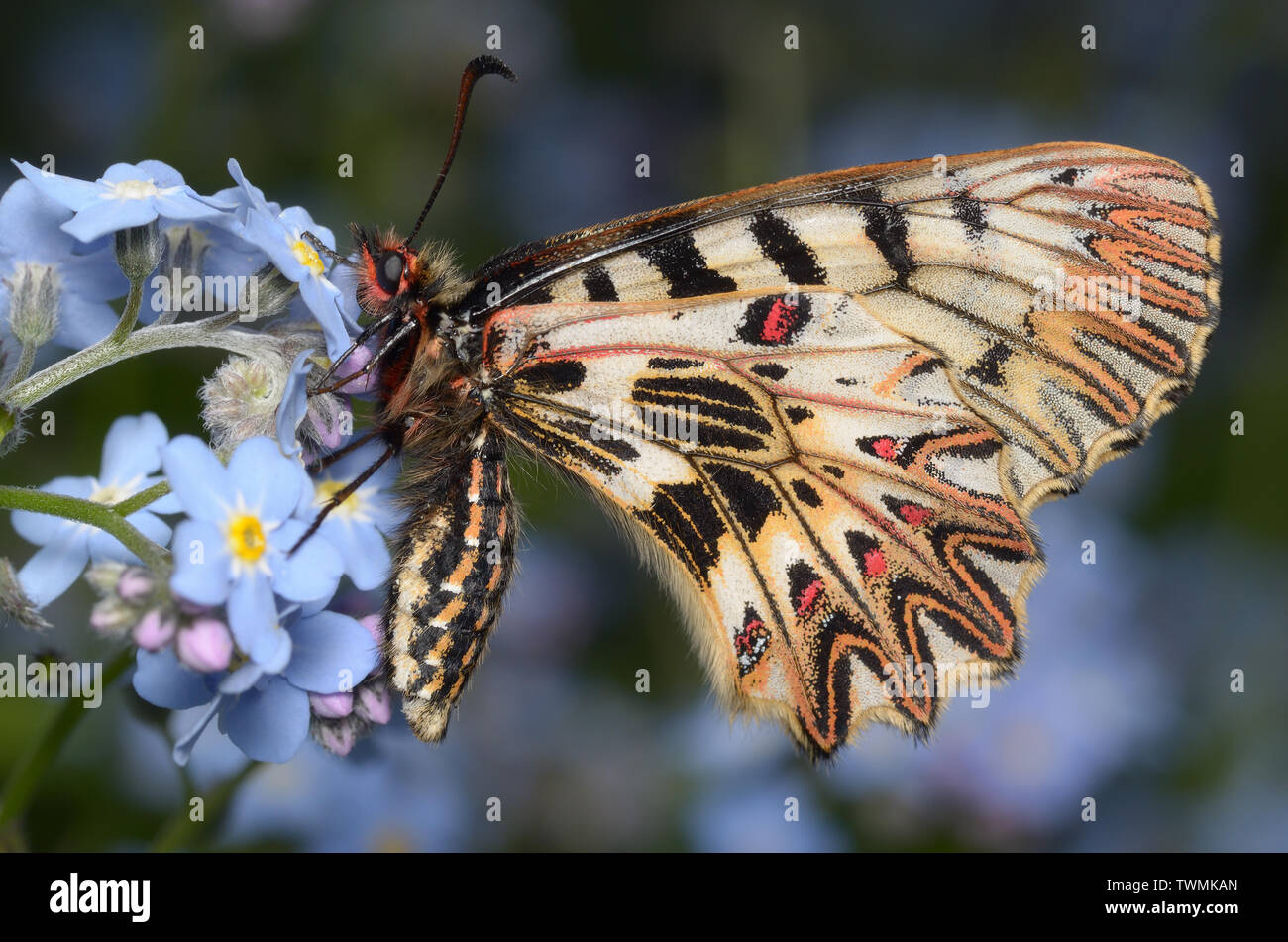 Festoon butterfly hires stock photography and images Alamy