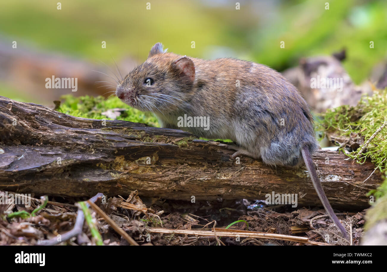 Bank vole posing on old deadwood branch in summer forest Stock Photo