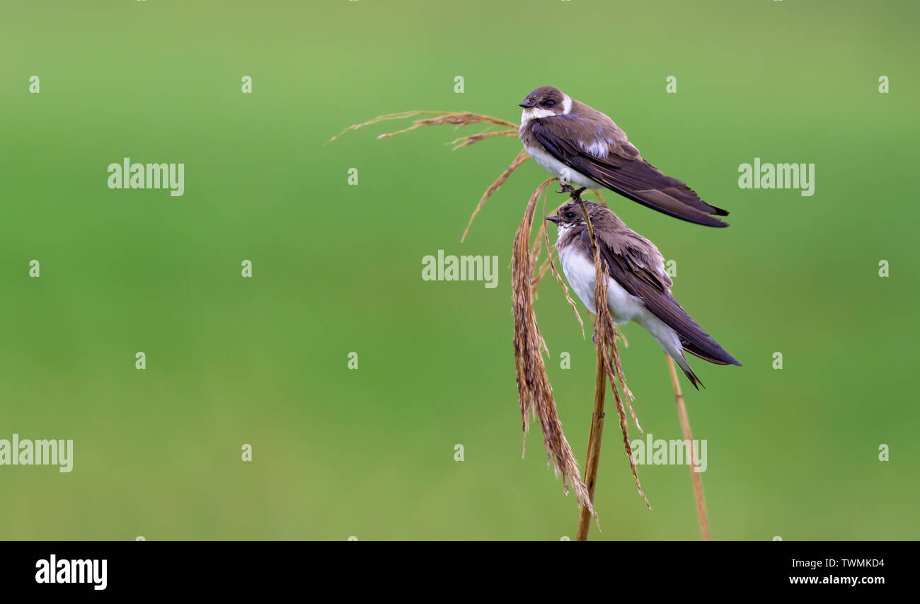Pair of sand martins perched on a reed mace stems in late summer Stock Photo