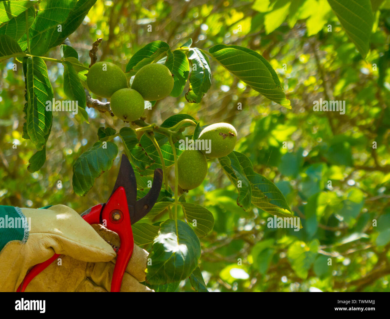 Hand with glove using red shears in a garden pruning fresh walnuts Stock Photo