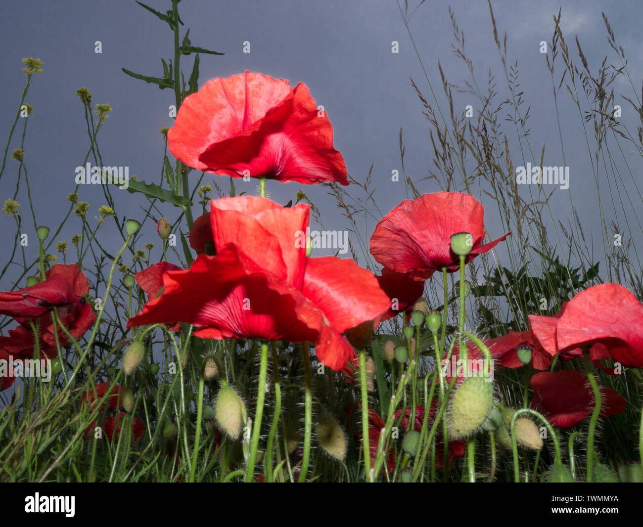 Dramatic Floweers Dramatic colour flowers hi-res stock photography and images - Alamy