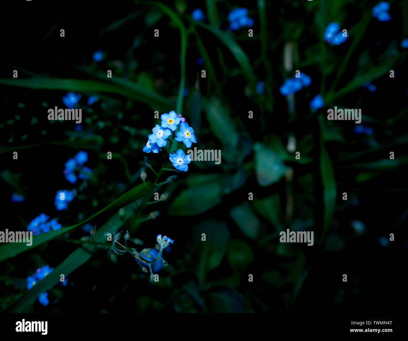 Colour image of blue Forget-me-not (myosotis) flowers and green foliage, shot from above with flash Stock Photo