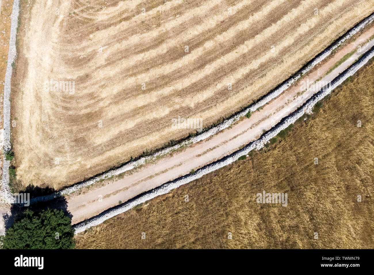 Aerial view of a field of wheat during a beautiful sunny day in June in ...