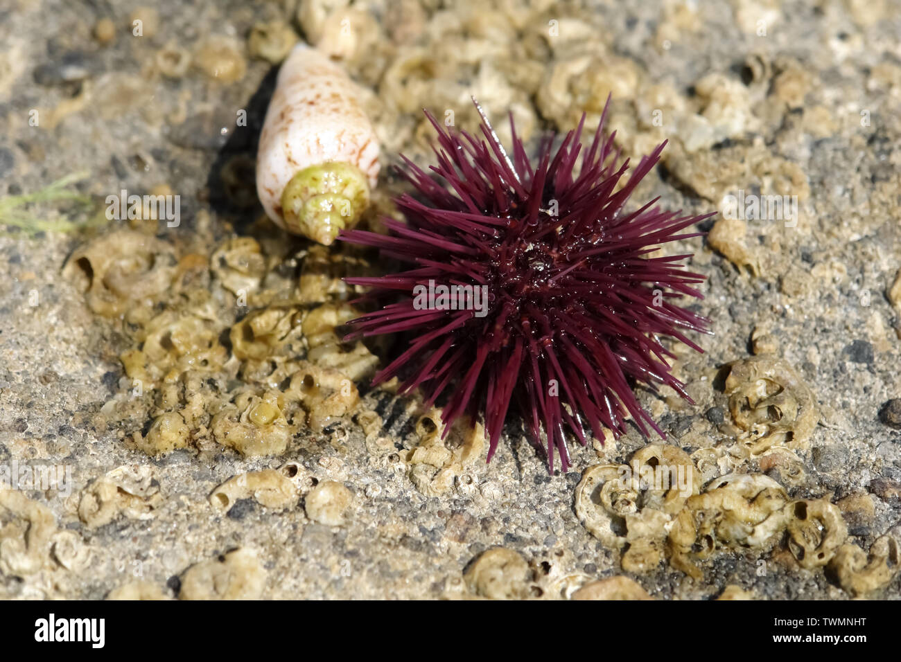 Cockleshell and purple sea urchin on the stony shore of the Mediterranean Sea in Turkey. Stock Photo