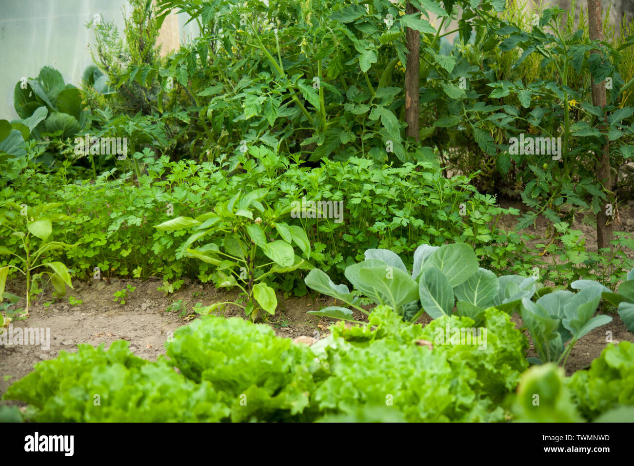 Green vegetable garden Stock Photo - Alamy