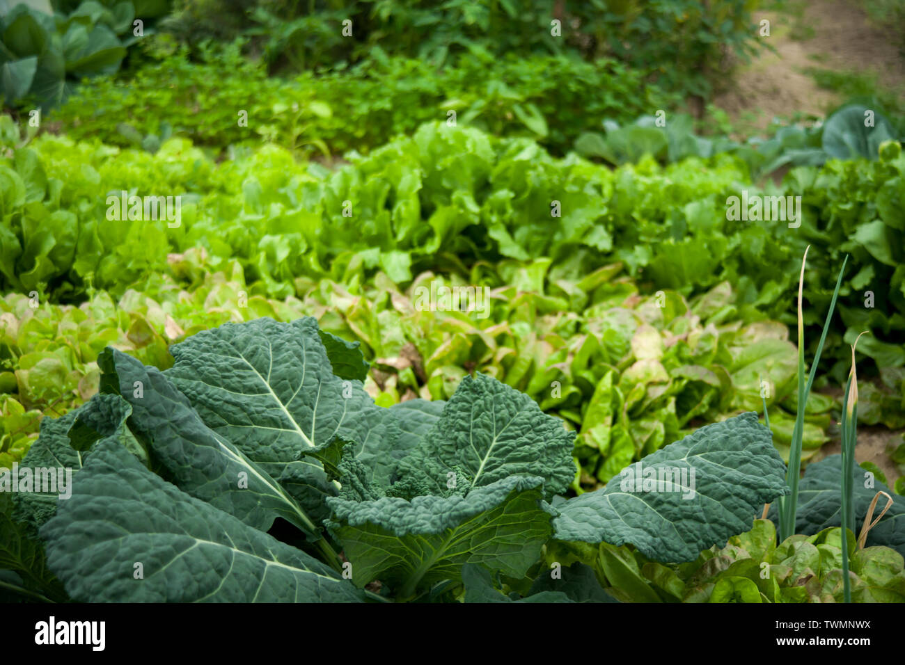Green vegetable garden Stock Photo - Alamy
