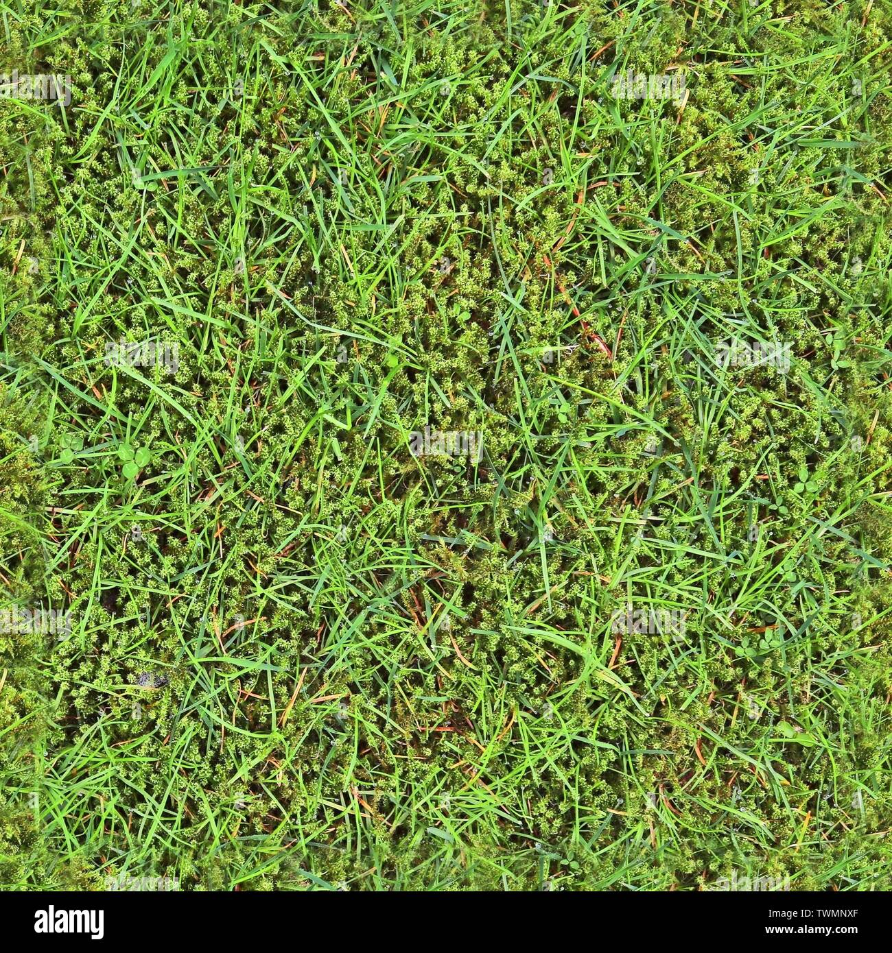 High resolution seemless texture of green grass and plants for 3d ...