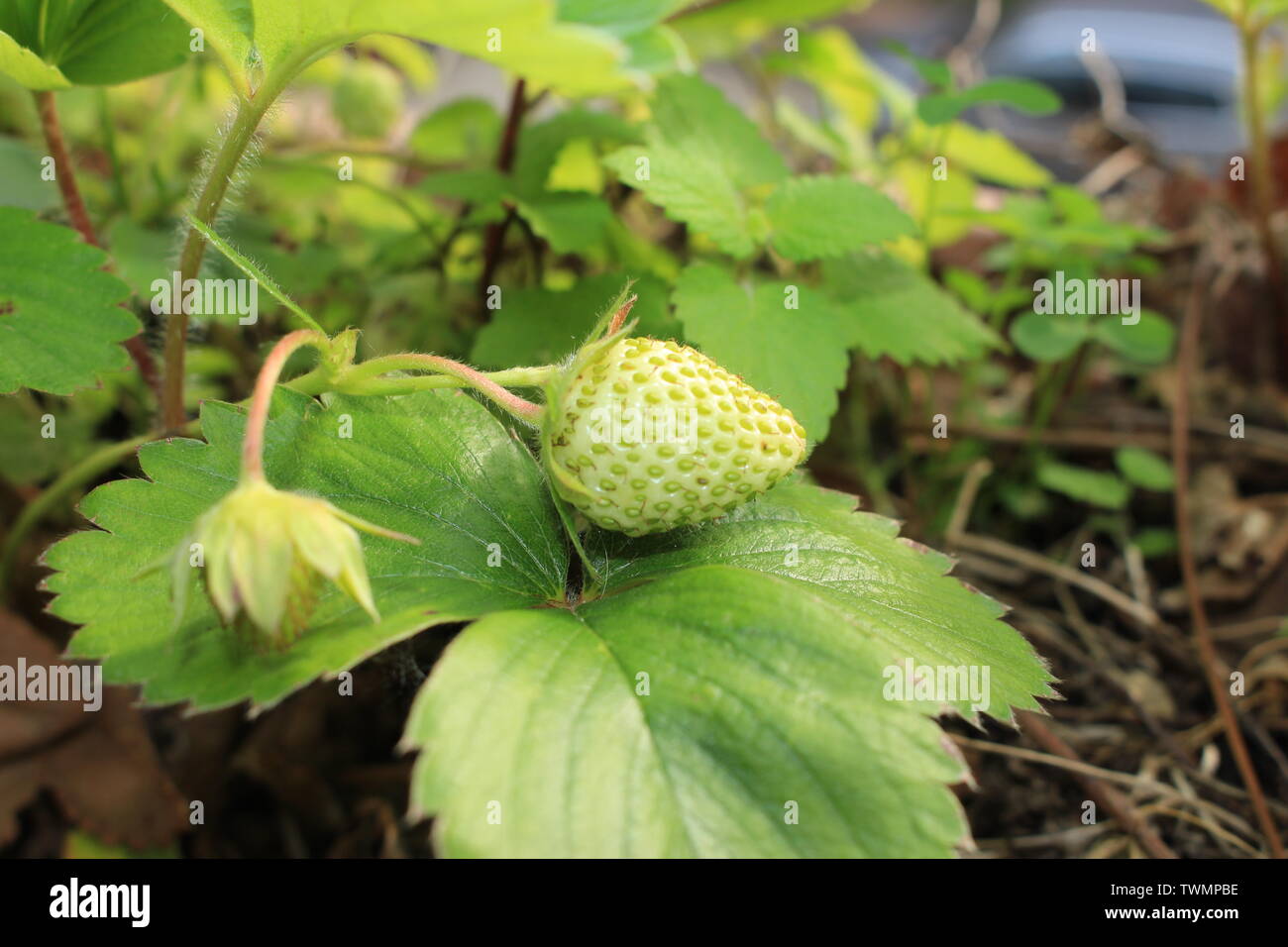 Fragaria Ananassa - Strawbery in green fase Stock Photo