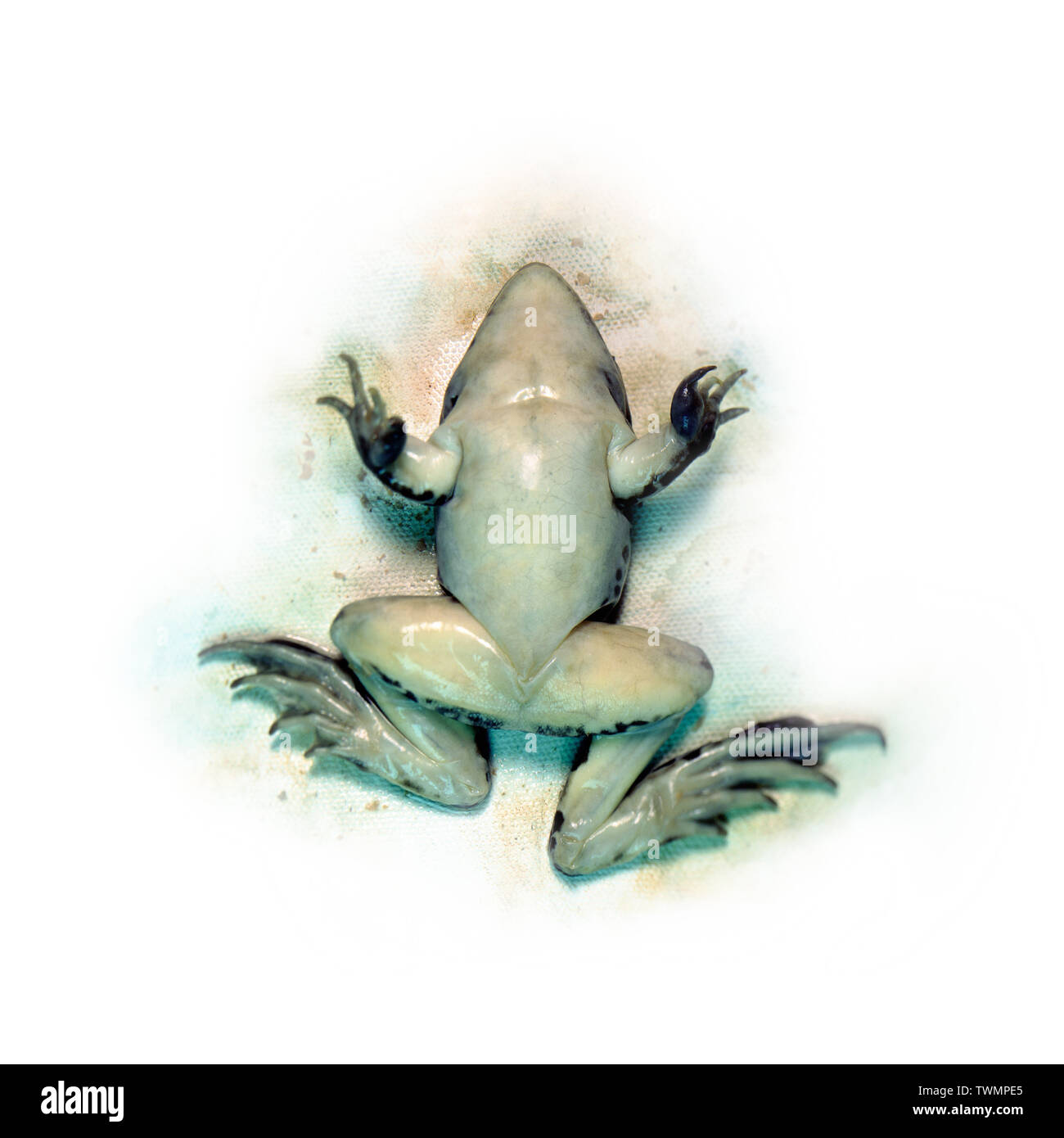 Frog stomach hires stock photography and images Alamy