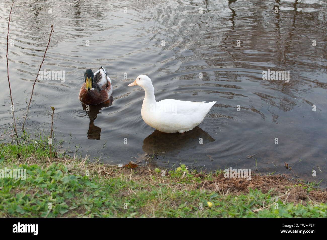 2 lovely ducks, swimming together as a couple on a pond. it is taken in northern germany on spring time. Stock Photo
