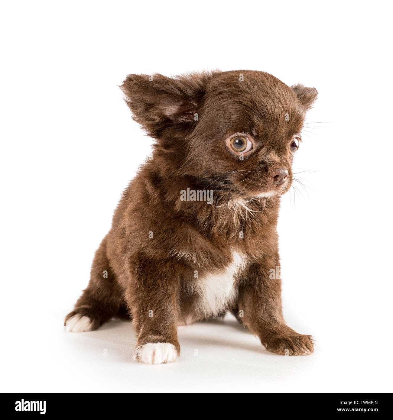 Small brown longhaired chihuahua puppy sitting and looking at camera.  Isolated on white Stock Photo - Alamy