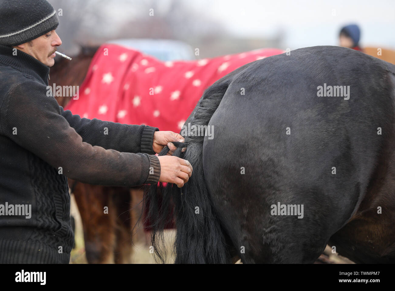 Tail whipping hires stock photography and images Alamy