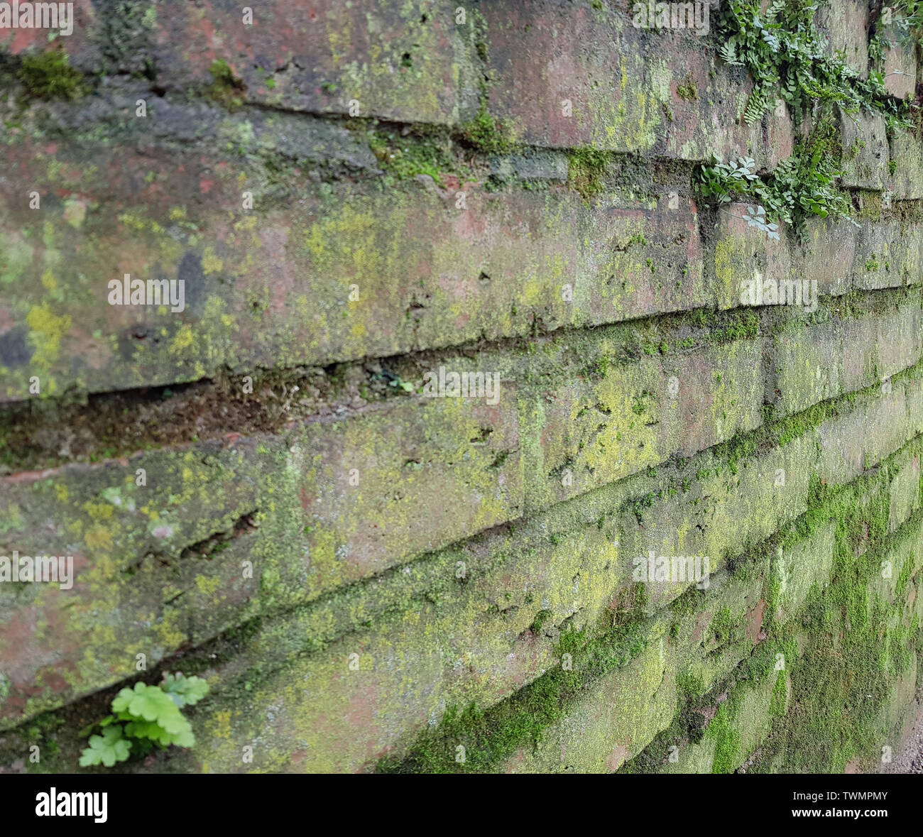 Old brick wall covered with moss. Selective focus. Stock Photo