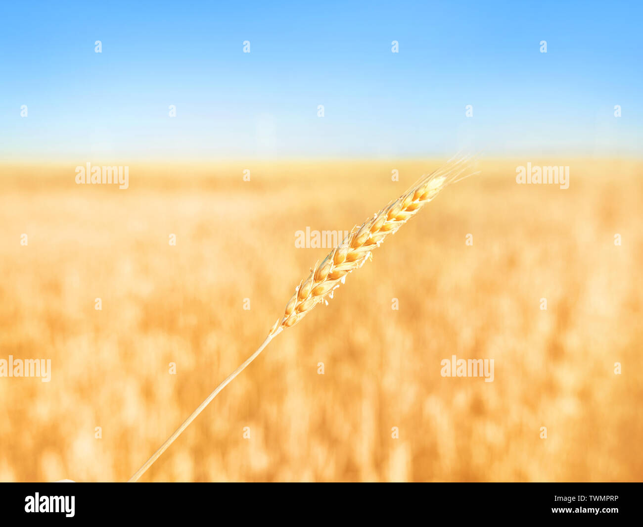 Ear of rye hi-res stock photography and images - Alamy