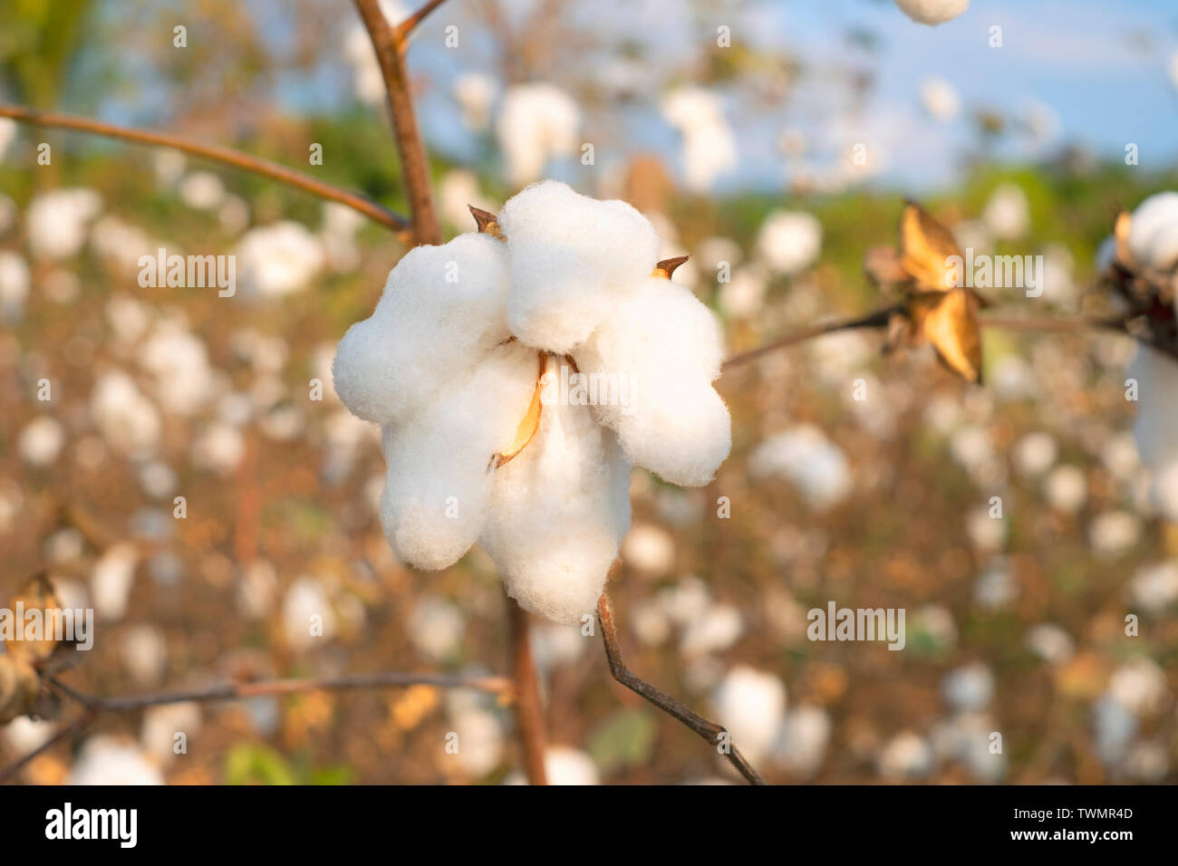 Cotton ball and water hires stock photography and images Alamy