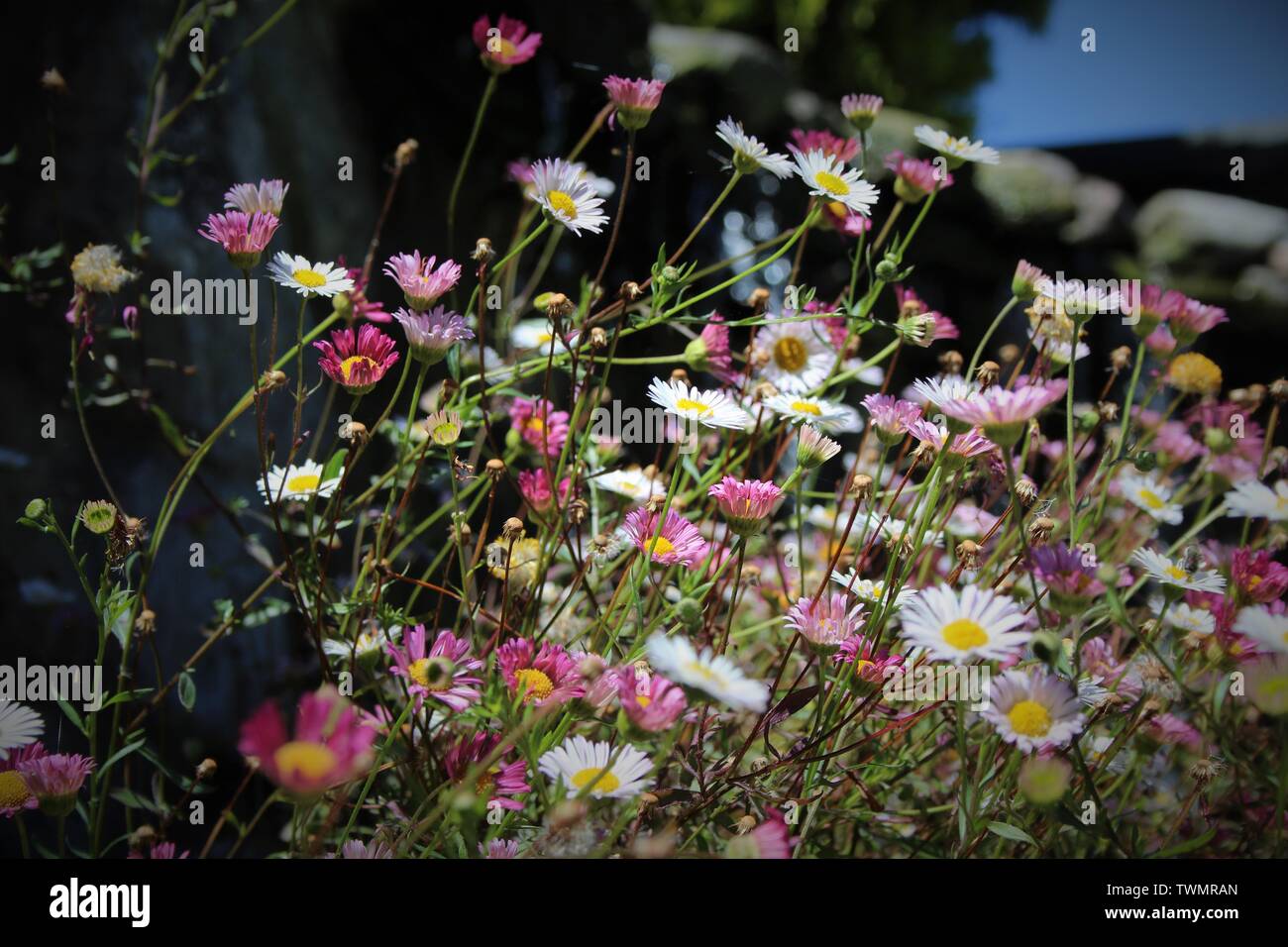 Daisies in a bunch, growing in a basket, Godshill, Isle of Wight,UK. Stock Photo
