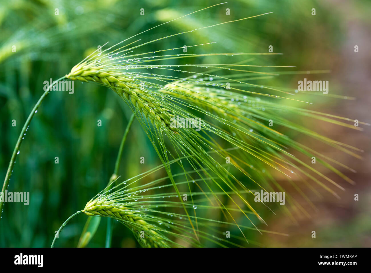 Barley (Hordeum vulgare). Unripe ears in a field after rain. UK Stock Photo
