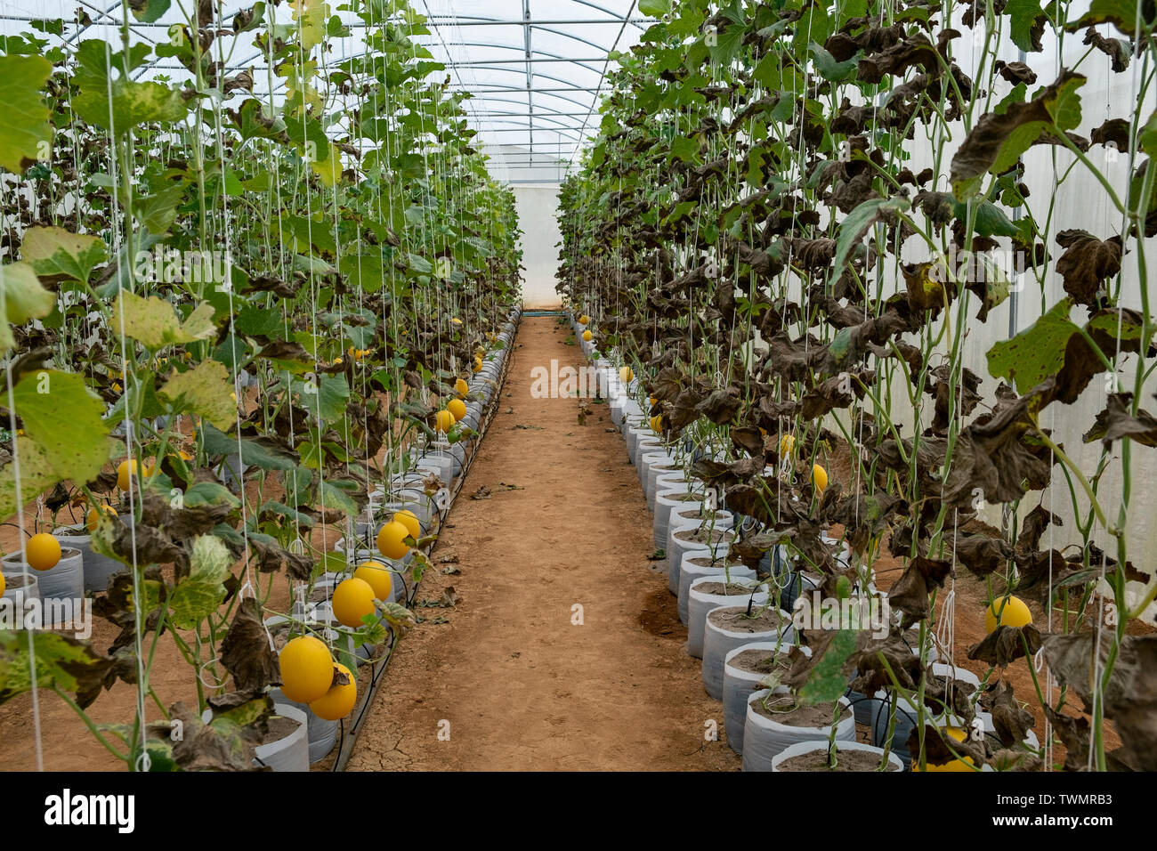 Melons in the greenhouse farm. Young sprout of melons growing in