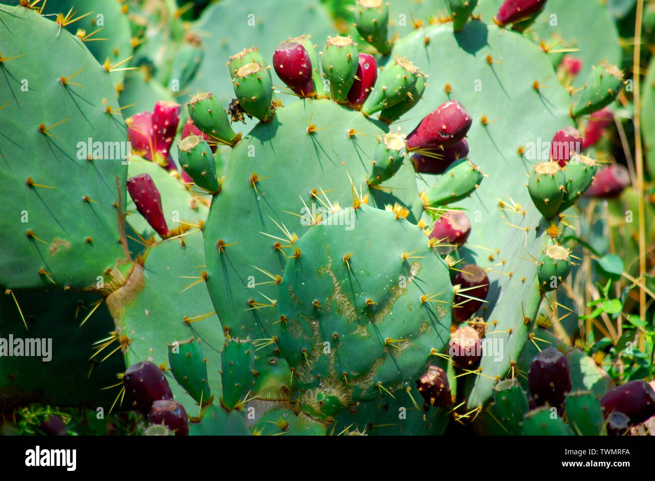 Cacti wallpaper hi-res stock photography and images - Alamy Cacti wallpaper hi-res stock photography and images - Alamy