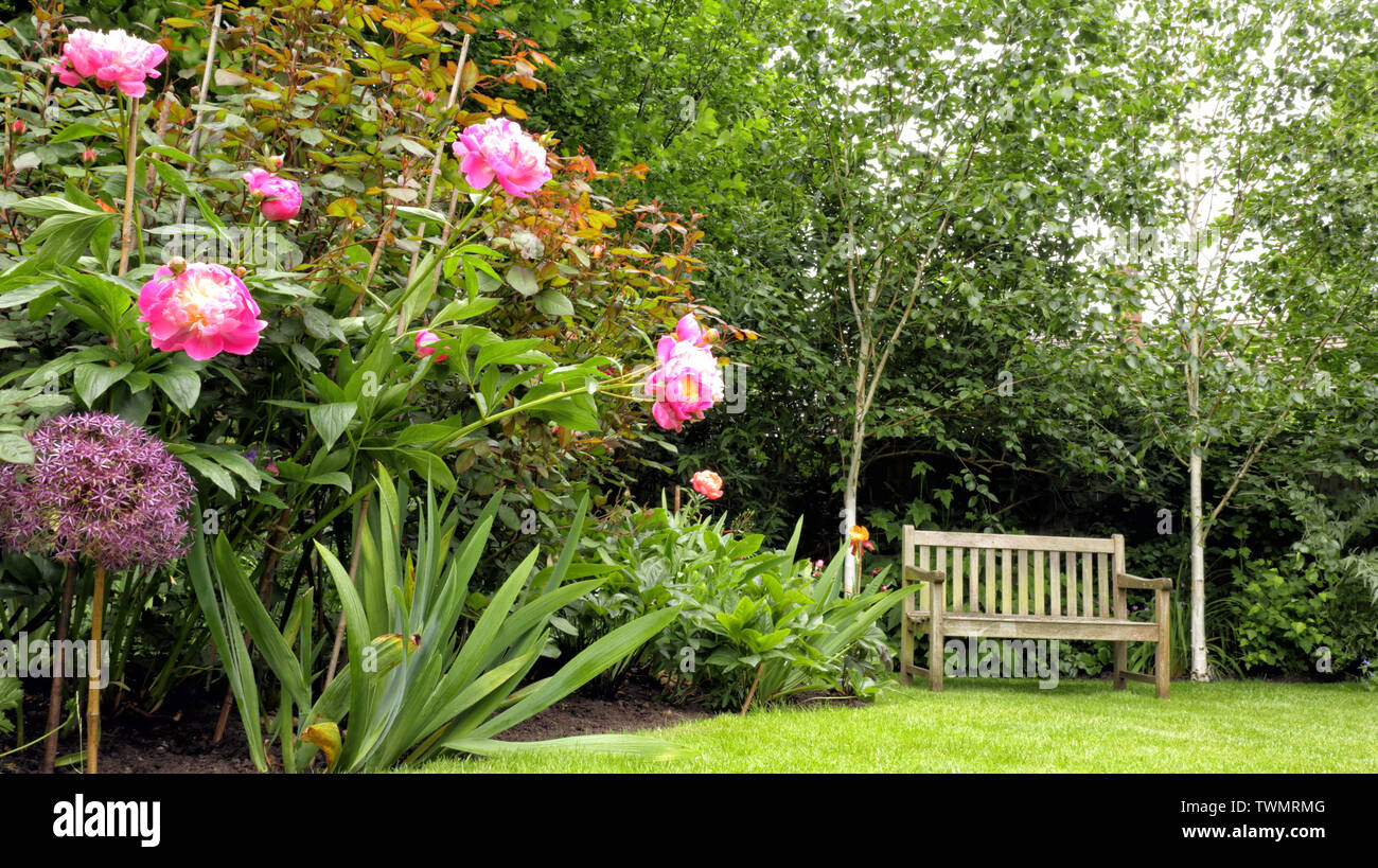 Old wooden bench in an English garden with flowering pink peony, birch