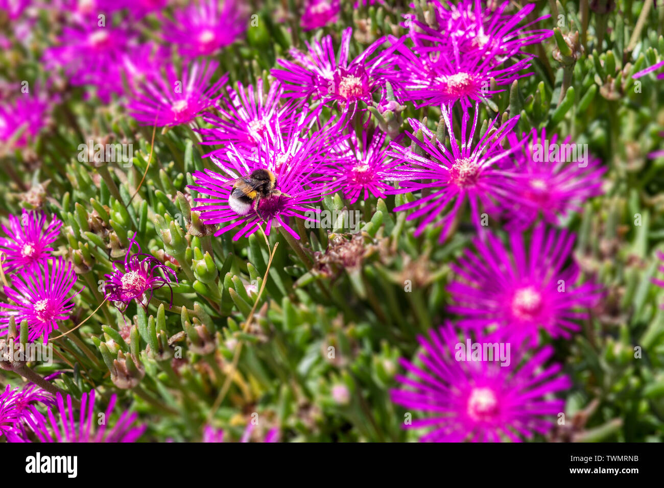 Bumblebee sitting on lampranthus flower. Pollination concept Stock Photo