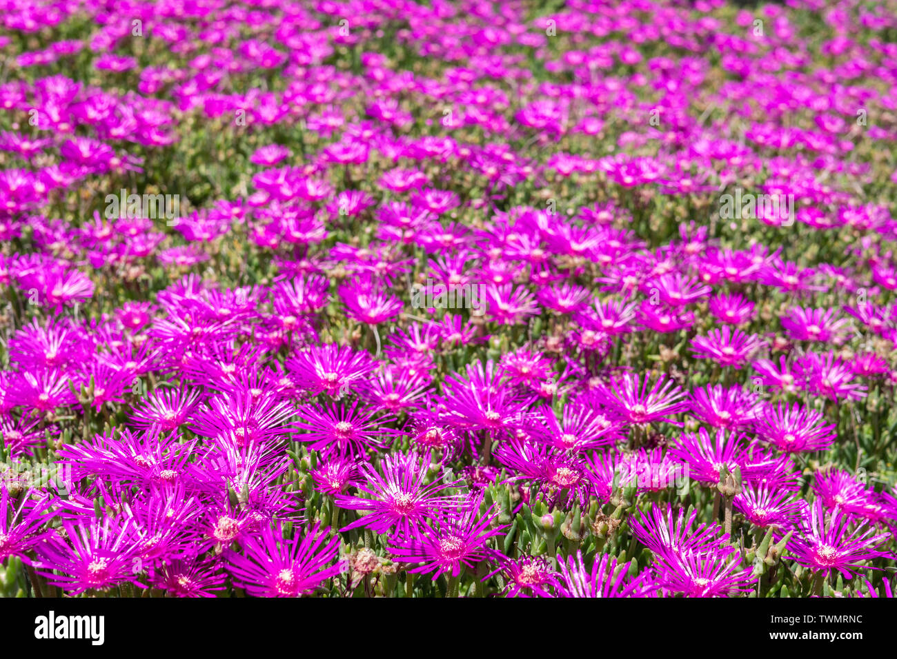 Lampranthus magenta flowers with succulent leaves in fully bloom. Beautiful small flowers from South Africa Stock Photo
