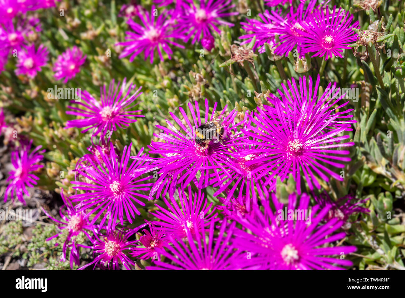 Bumblebee sitting on lampranthus flower. Pollination concept Stock Photo