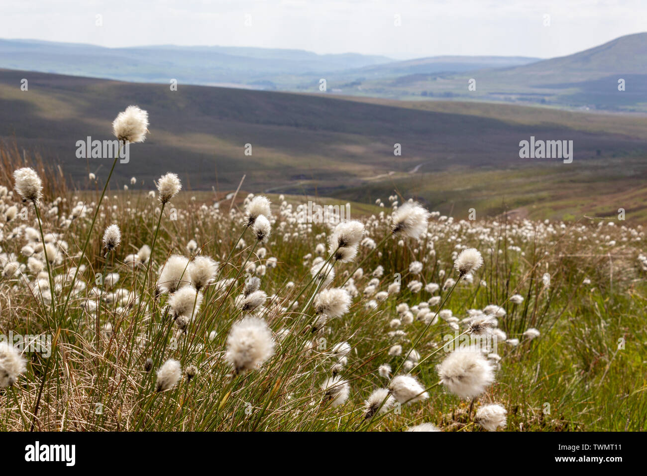Bog Cotton in the Yorkshire Dales on a Sunny Spring Day Stock Photo