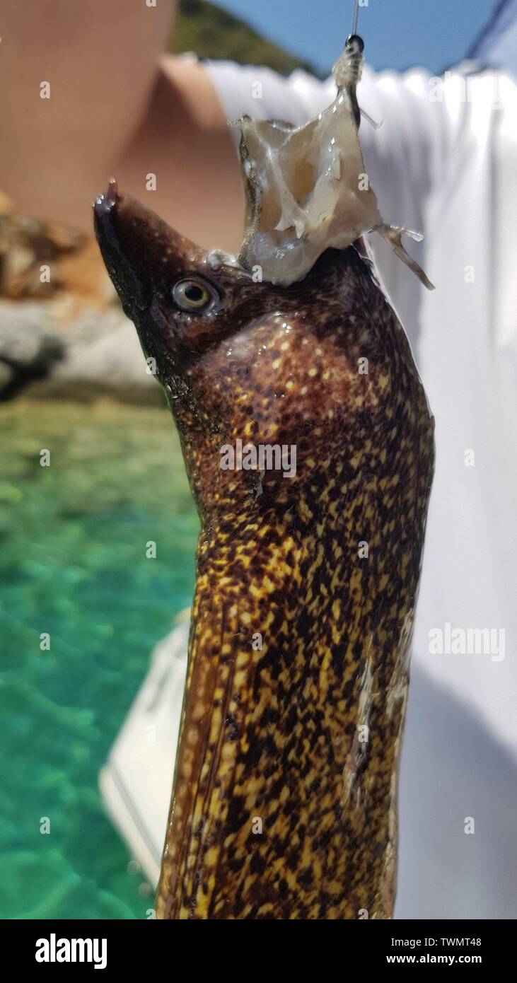 The catch of a fisherman is a Mediterranean Moray eel. Stock Photo