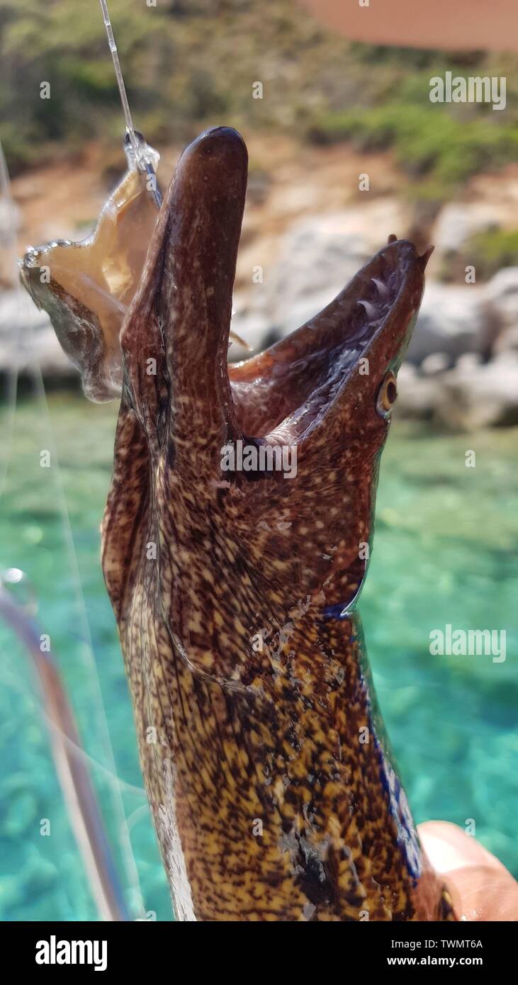 Caught on live bait Moray eel. Selective focus. Stock Photo