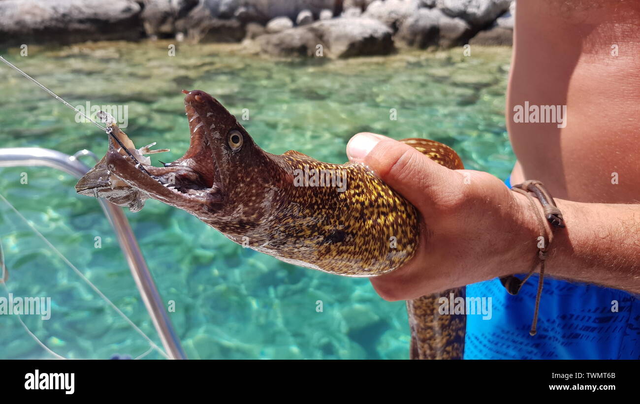 A fisherman shows his teeth caught Moray eel. Stock Photo