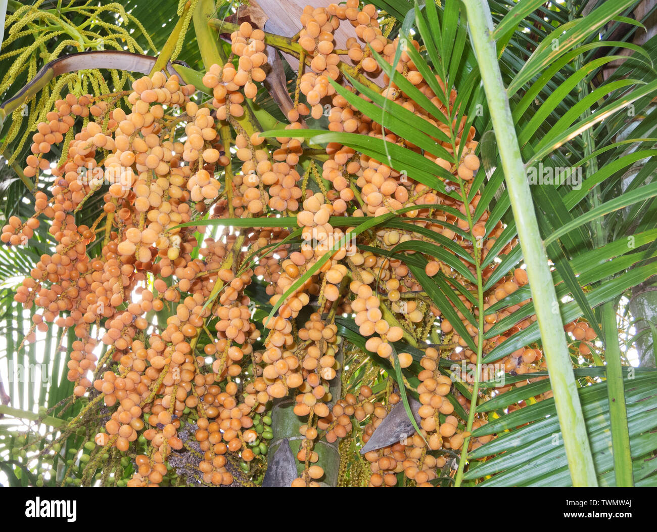 Fast Growing Fruit Trees In Kerala Fruit Trees