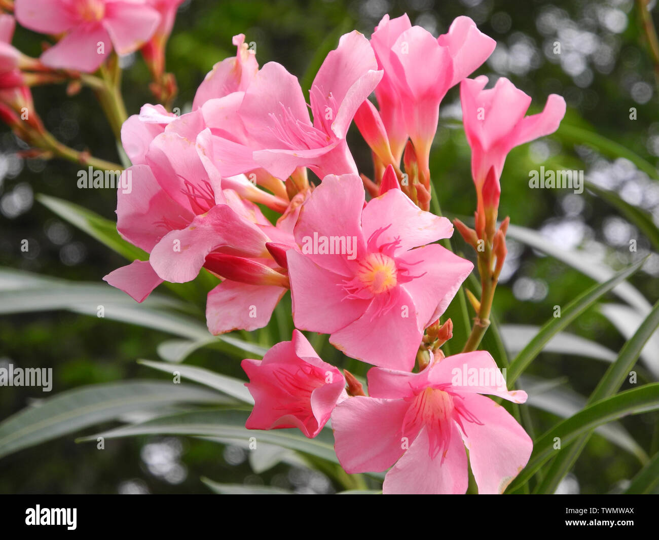 Pink flowers of a tropical plant Bougainvillea, Kochi Kerala Stock