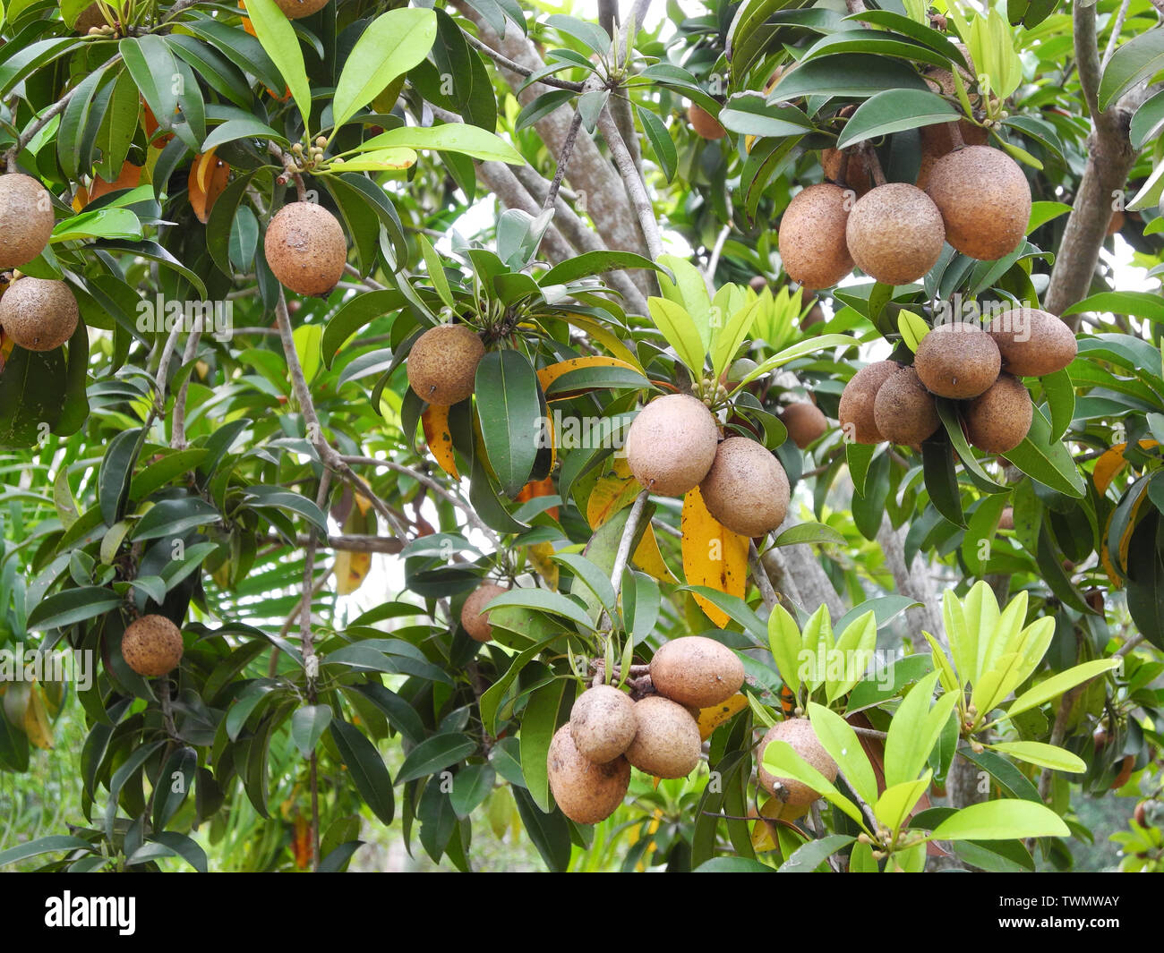 Tropical plant sapodilla with brown fruits and green leaves in Kochi Kerala Stock Photo