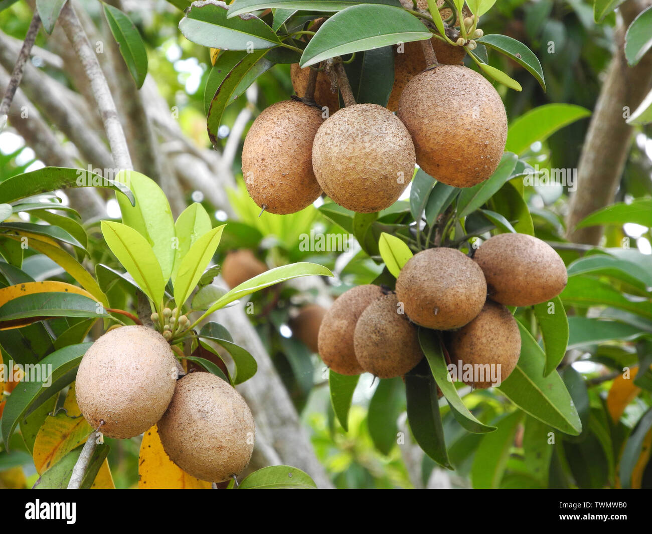 Tropical plant sapodilla with brown fruits and green leaves in Kochi