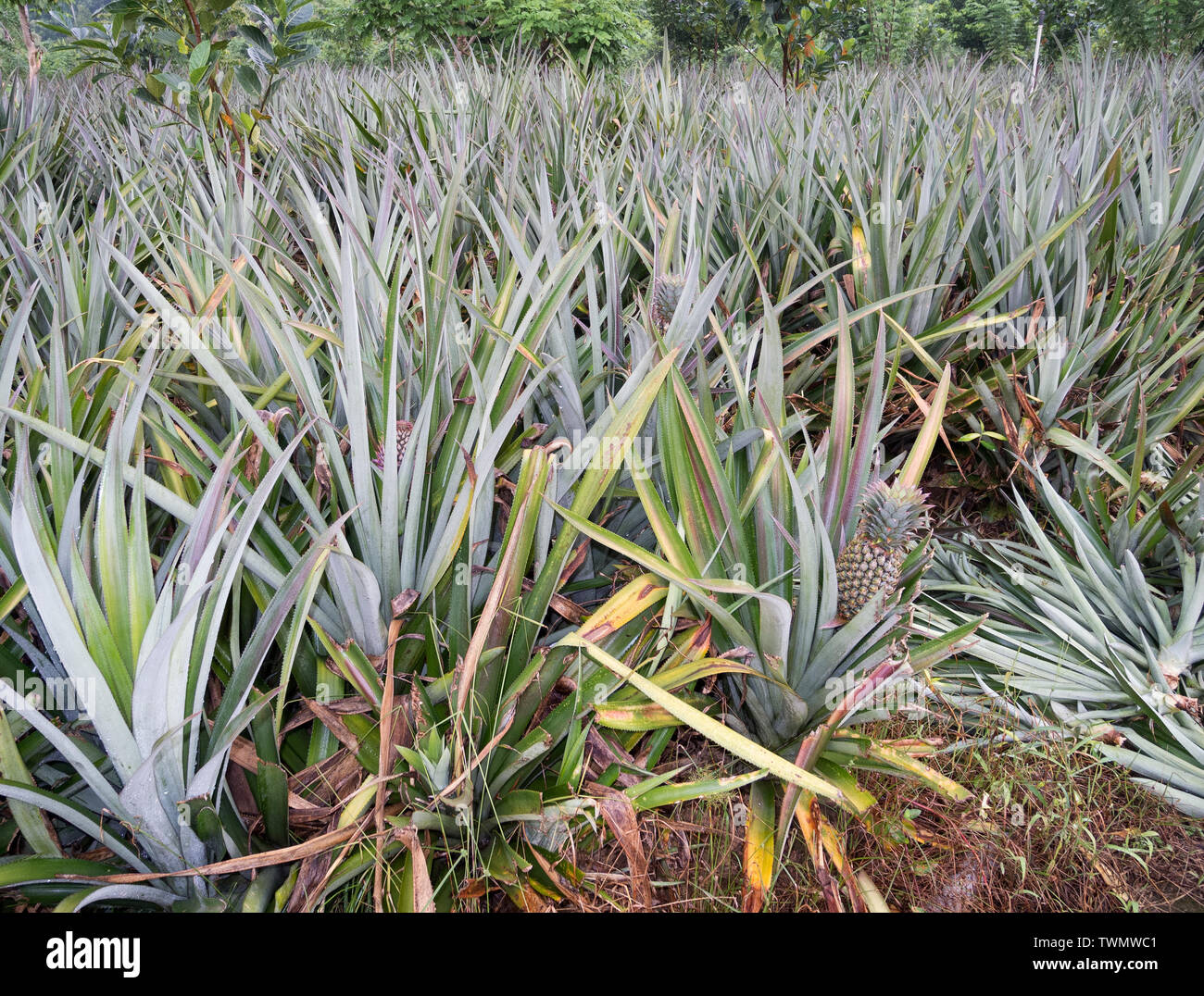 Agriculture field of kerala hires stock photography and images Alamy