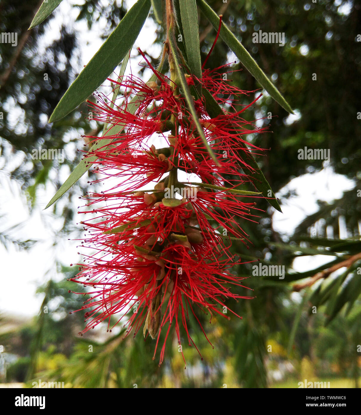 Red tropical flower Callistemon Stock Photo