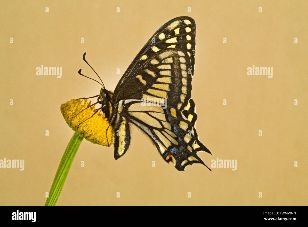 Portrait of an Anise Swallowtail Butterfly, Papilio zelicaon, photographed in the Cascade Mountains of Central Oregon. Stock Photo