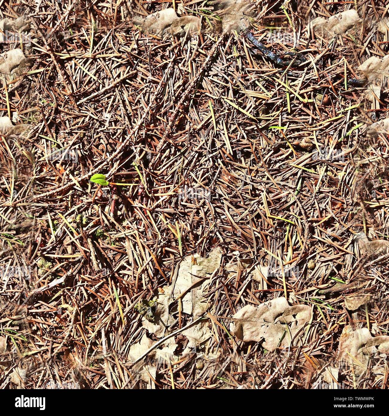 High resolution seemless texture of forest ground with autumn leaves ...