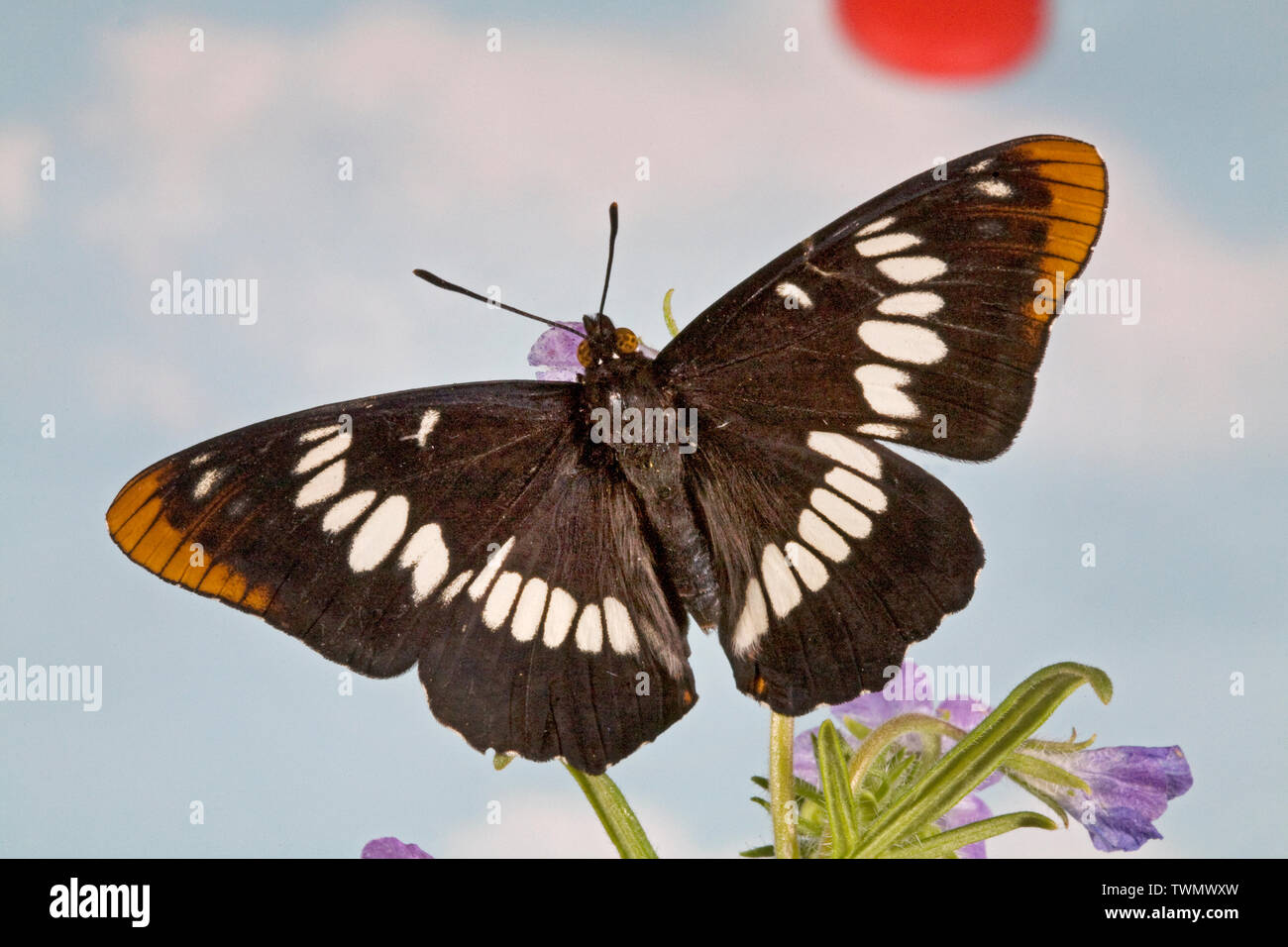 A dorsal or top view of Lorquin's Admiral butterfly, Limenitis lorquini, photographed on wildflowers in the Oregon Cascade Mountains, Oregon Stock Photo