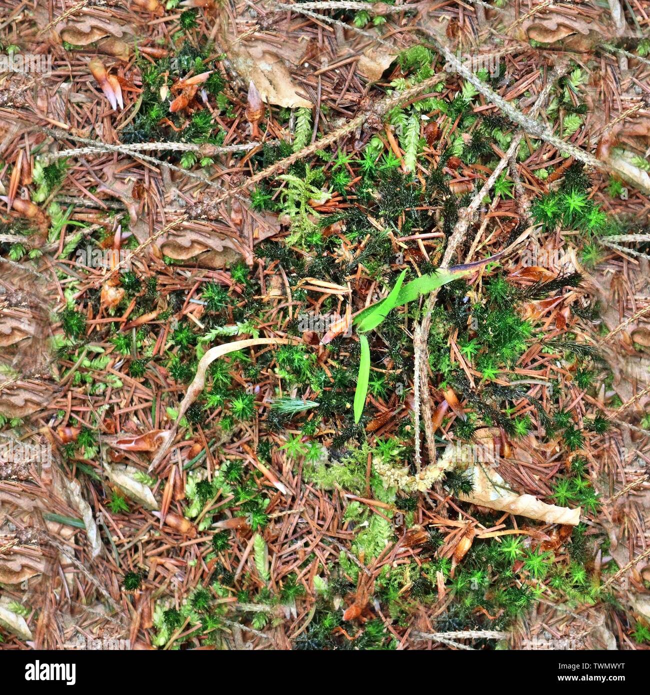 High resolution seemless texture of forest ground with autumn leaves ...